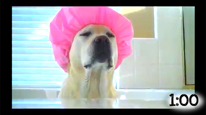 Σκύλοι που λατρεύουν το μπάνιο
