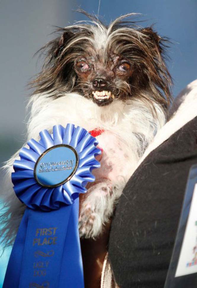 Ο σκύλος που πήρε παγκόσμιο βραβείο ασχήμιας (4)