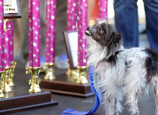 Ο σκύλος που πήρε παγκόσμιο βραβείο ασχήμιας (6)