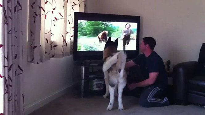 Σκύλος προσπαθεί να πηδήξει στην τηλεόραση για να σώσει αγόρι από αρκούδα