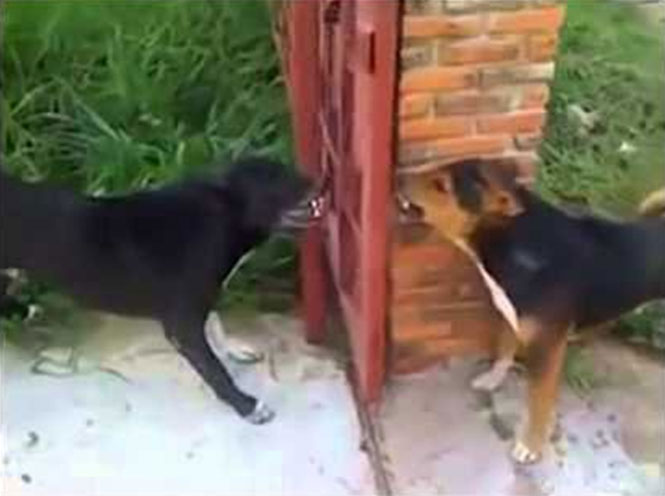 Δυο σκύλοι μαλώνουν μπροστά σε ανοιχτό φράχτη