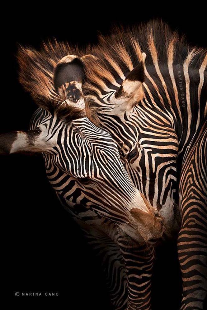 Εκπληκτικές φωτογραφίες της άγριας ζωής από την φωτογράφο Marina Cano (12)