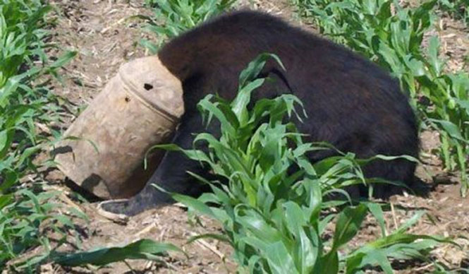 Έσωσε τη ζωή μαύρης αρκούδας με μια τεράστια δαγκάνα