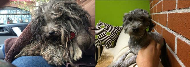 Σκύλοι πριν και μετά τη διάσωση τους (1)