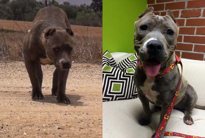 Σκύλοι πριν και μετά τη διάσωση τους (6)