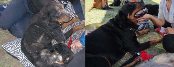 Σκύλοι πριν και μετά τη διάσωση τους (12)