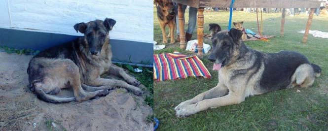 Σκύλοι πριν και μετά τη διάσωση τους (13)