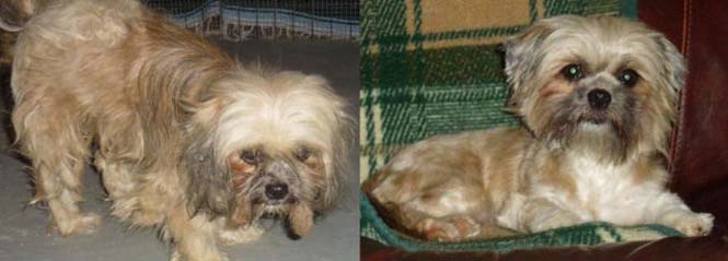 Σκύλοι πριν και μετά τη διάσωση τους (17)
