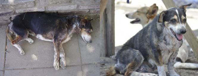 Σκύλοι πριν και μετά τη διάσωση τους (18)
