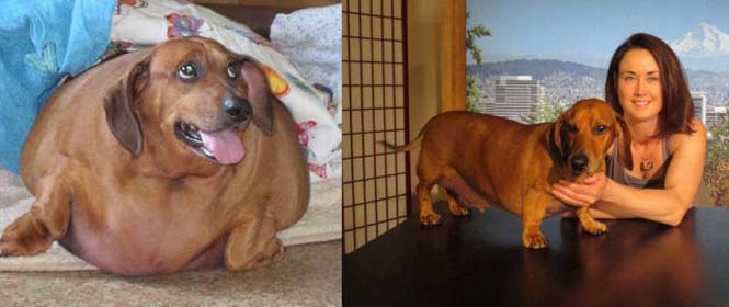 Σκύλοι πριν και μετά τη διάσωση τους (19)