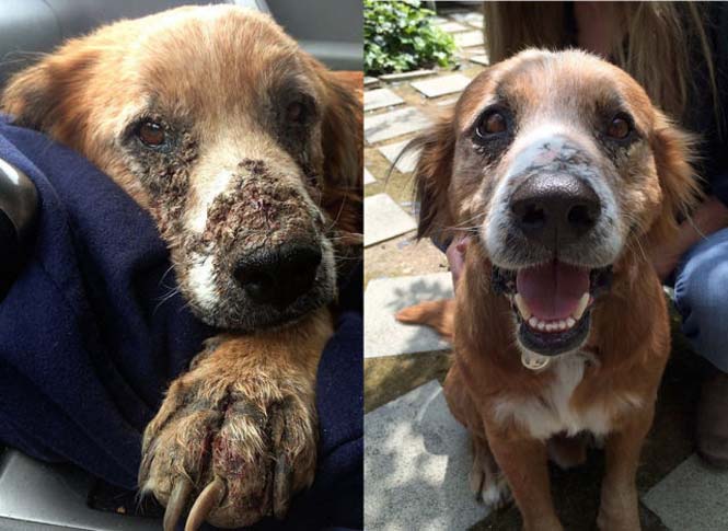 Σκύλοι πριν και μετά τη διάσωση τους (21)