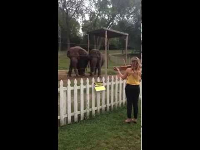 Ελέφαντες χορεύουν υπό τους ήχους βιολιού