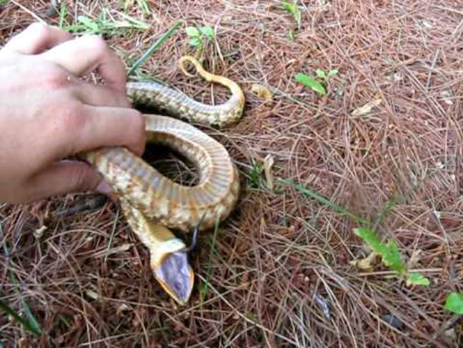 Φίδι κάνει το ψόφιο με απίστευτο τρόπο