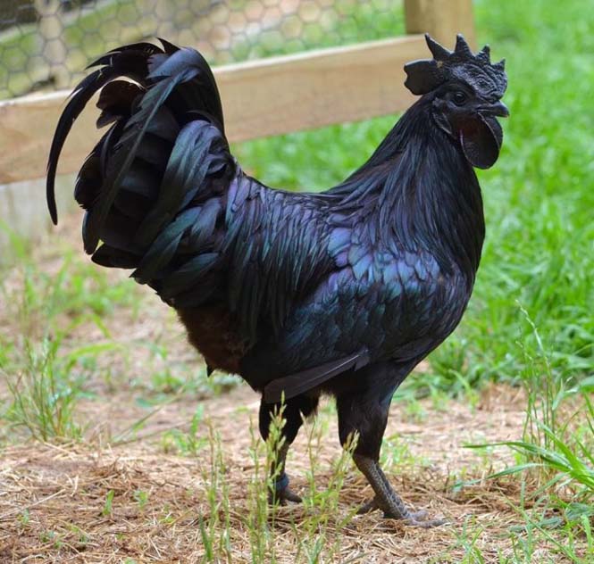 Μαύρα κοτόπουλα (2)