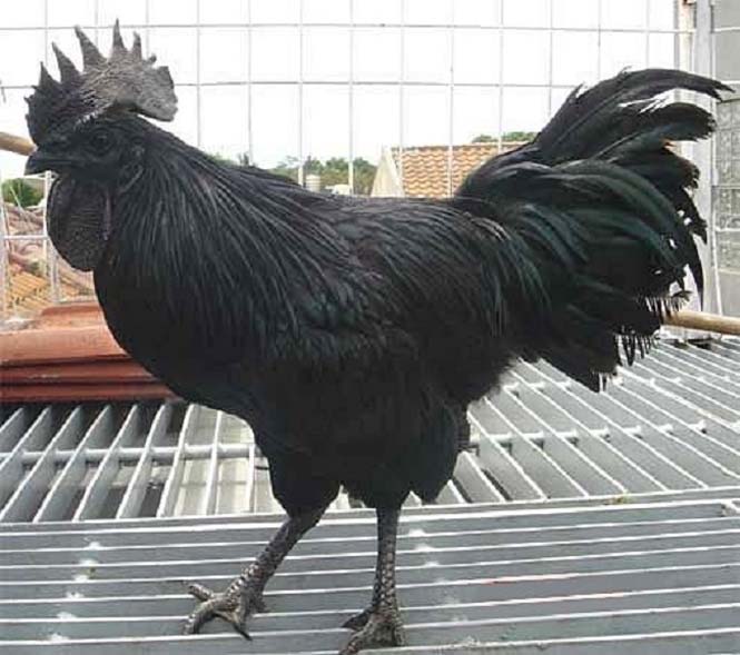 Μαύρα κοτόπουλα (3)