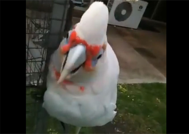 Ο παπαγάλος που χορεύει τραγουδώντας «μακαρόνια με κιμά»