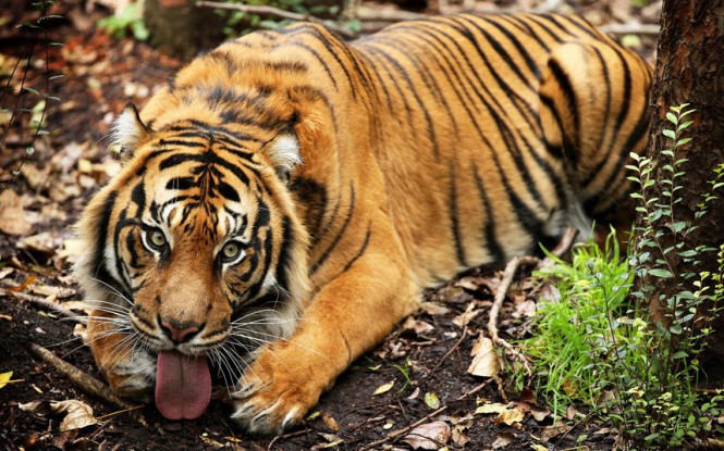 Τίγρης της Σουμάτρας βγάζει γλώσσα στον φακό | Φωτογραφία της ημέρας