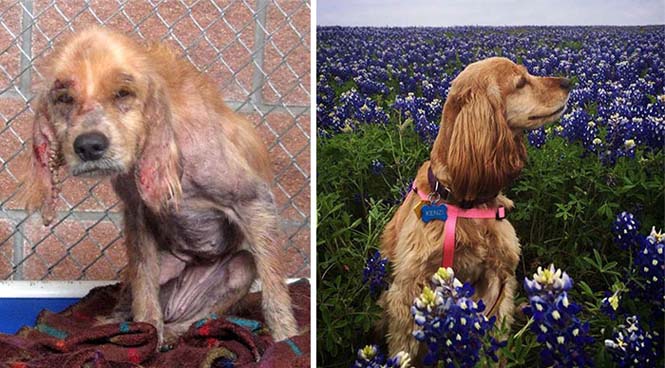 Σκύλοι πριν και μετά τη διάσωση τους (1)
