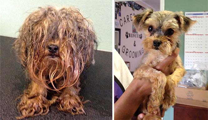 Σκύλοι πριν και μετά τη διάσωση τους (3)