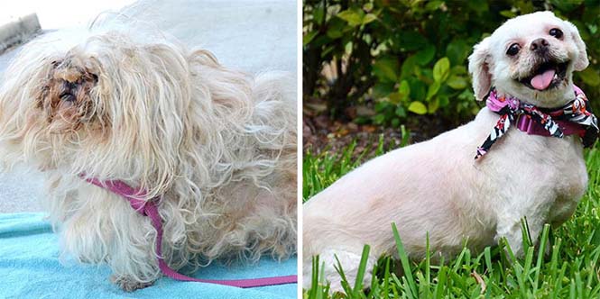 Σκύλοι πριν και μετά τη διάσωση τους (4)
