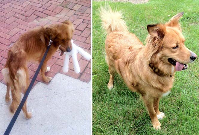 Σκύλοι πριν και μετά τη διάσωση τους (7)