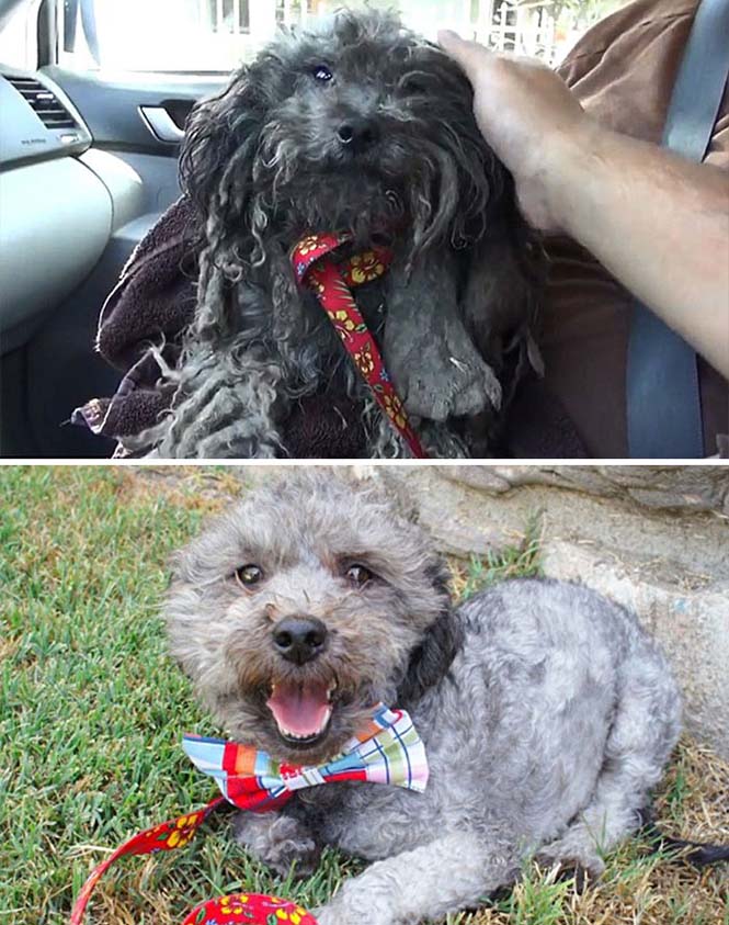 Σκύλοι πριν και μετά τη διάσωση τους (11)