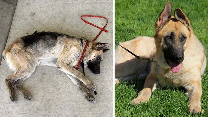 Σκύλοι πριν και μετά τη διάσωση τους (14)