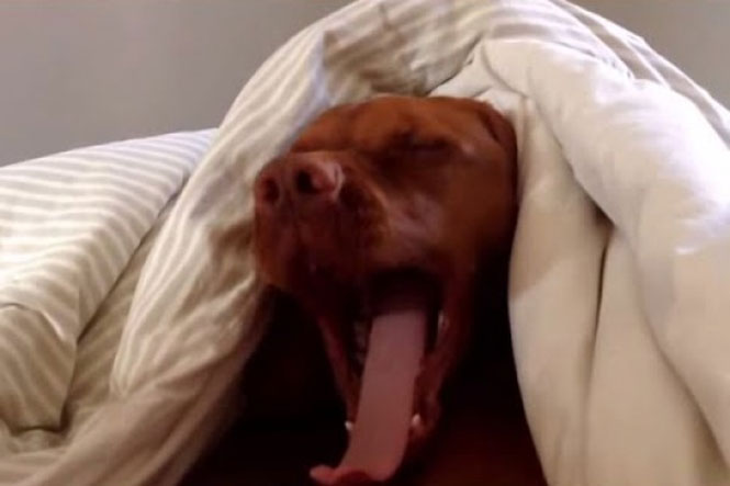 Ο σκύλος που μισεί το πρωινό ξύπνημα της Δευτέρας όσο κι εσύ