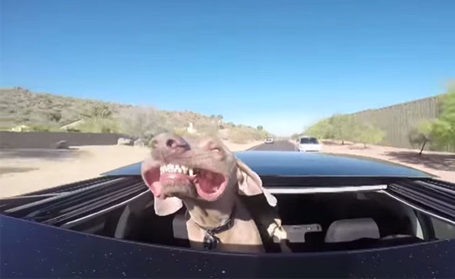 Σκύλος απολαμβάνει μια βόλτα από την ηλιοροφή αυτοκινήτου με απίθανο τρόπο