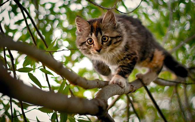 Η κωμικοτραγική διάσωση μιας γάτας πάνω σε δένδρο