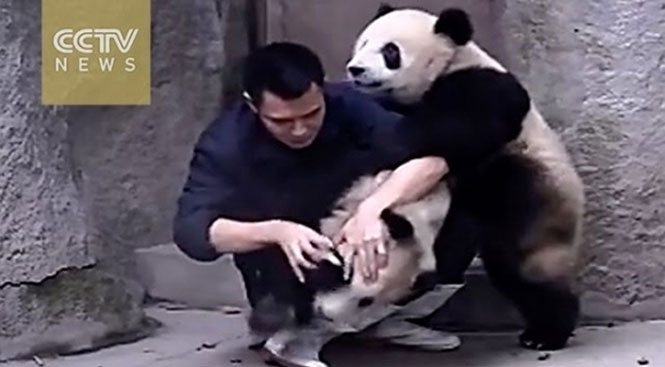 Panda αρνούνται να πάρουν το φάρμακο τους με ξεκαρδιστικό τρόπο