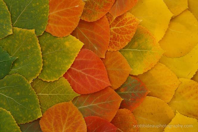 Όλο το χρωματικό φάσμα του Φθινοπώρου σε εντυπωσιακές φωτογραφίες (15)