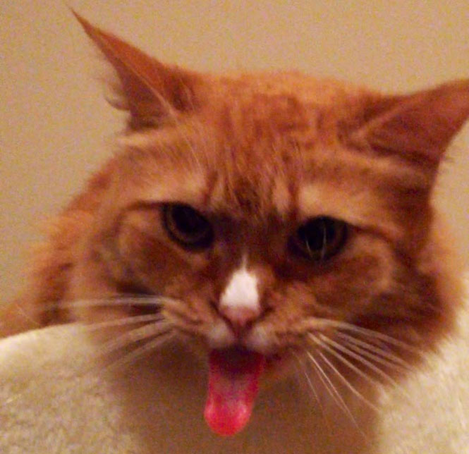 Η απίστευτη αντίδραση μιας γάτας στον ήχο την κολλητικής ταινίας