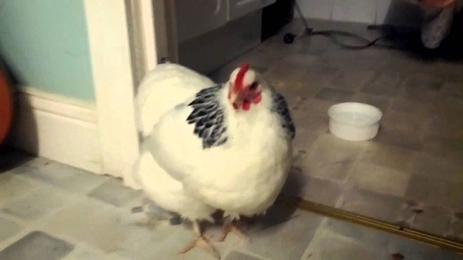 Έχετε ακούσει ποτέ κοτόπουλο να φτερνίζεται;