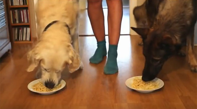 Σκύλοι σε διαγωνισμό σπαγγέτι: Golden Retriever vs Γερμανικός Ποιμενικός