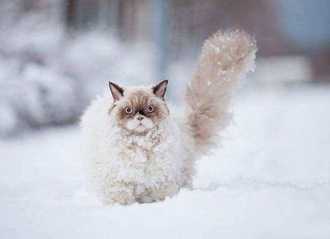 Γάτα δείχνει τα 3 στάδια της πρώτης εμπειρίας με το χιόνι (1)