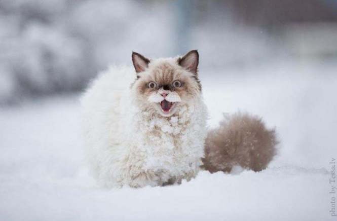 Γάτα δείχνει τα 3 στάδια της πρώτης εμπειρίας με το χιόνι (2)