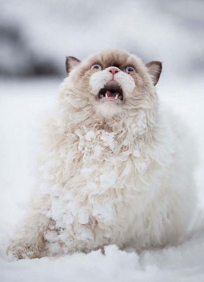 Γάτα δείχνει τα 3 στάδια της πρώτης εμπειρίας με το χιόνι (3)