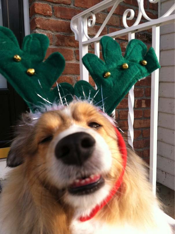 Σκύλοι στο κλίμα των Χριστουγέννων (4)
