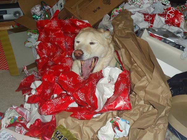 Σκύλοι στο κλίμα των Χριστουγέννων (16)