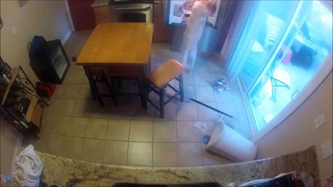 Σκύλος πιάστηκε στα πράσα από κρυφή κάμερα να κάνει επιδρομή στο ψυγείο
