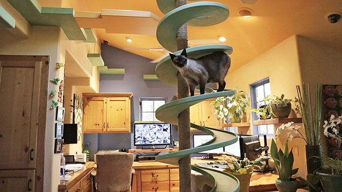 Άνδρας μετέτρεψε το σπίτι του σε παιχνιδότοπο για γάτες