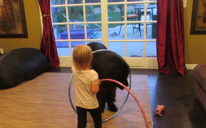 Κοριτσάκι προσπαθεί να μάθει στον τεράστιο σκύλο του Hula Hoop