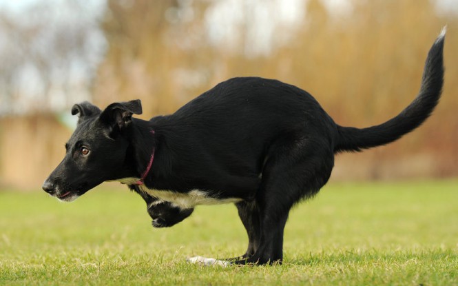 Ο σκύλος - καγκουρό | Φωτογραφία της ημέρας