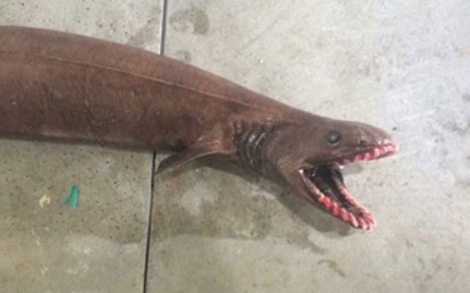 Ψάρεψαν προϊστορικό καρχαρία με 300 δόντια | Φωτογραφία της ημέρας