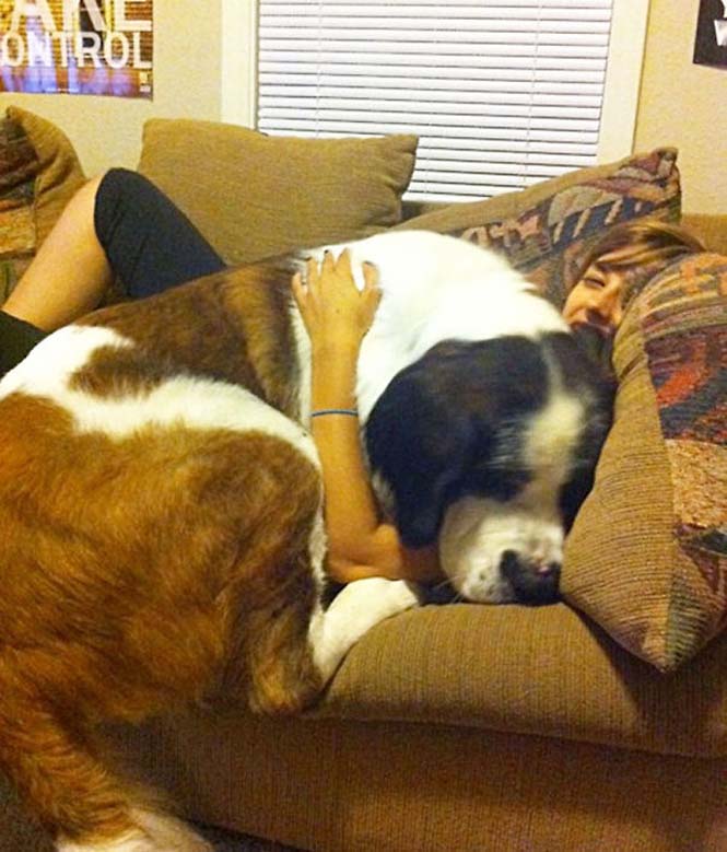 Σκύλοι που δεν έχουν καταλάβει πόσο τεράστιοι είναι (27)