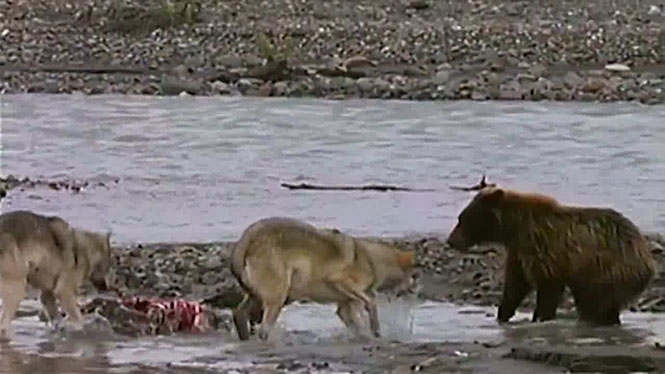 Αρκούδα εναντίον τεσσάρων λύκων