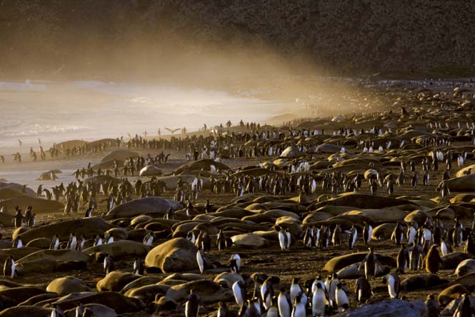 Εκπληκτικές φωτογραφίες της άγριας ζωής από τον Paul Nicklen (2)