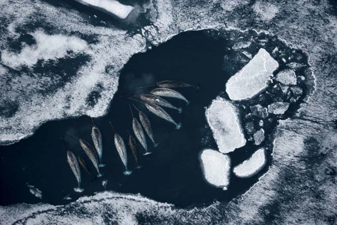 Εκπληκτικές φωτογραφίες της άγριας ζωής από τον Paul Nicklen (6)