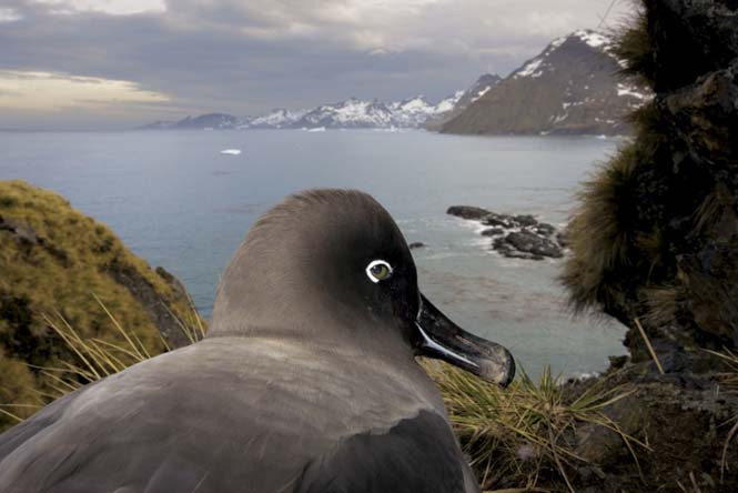Εκπληκτικές φωτογραφίες της άγριας ζωής από τον Paul Nicklen (8)